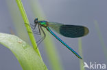 Banded Demoiselle (Calopteryx splendens)