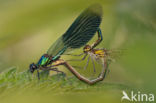 Weidebeekjuffer (Calopteryx splendens)