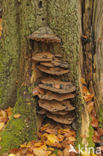 Gortelse bos