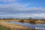 Riet (Phragmites australis)