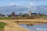 Common Reed (Phragmites australis)