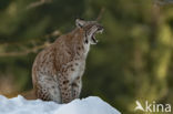 Euraziatische lynx (Lynx lynx)