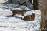 Euraziatische lynx (Lynx lynx)