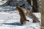 Euraziatische lynx (Lynx lynx)