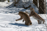 Euraziatische lynx (Lynx lynx)