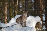 Euraziatische lynx (Lynx lynx)