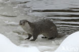 European Otter (Lutra lutra)