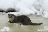 European Otter (Lutra lutra)