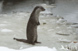 European Otter (Lutra lutra)