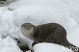 European Otter (Lutra lutra)