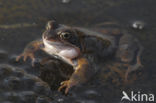 Moor Frog (Rana arvalis)