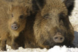 Wild Boar (Sus scrofa)