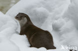 European Otter (Lutra lutra)