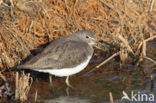 Green Sandpiper (Tringa ochropus)