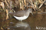 Green Sandpiper (Tringa ochropus)