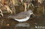 Green Sandpiper (Tringa ochropus)