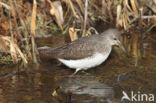 Green Sandpiper (Tringa ochropus)