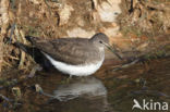 Green Sandpiper (Tringa ochropus)