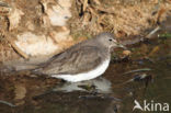 Green Sandpiper (Tringa ochropus)