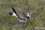 Lapwing (Vanellus vanellus)