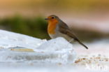 European Robin (Erithacus rubecula)