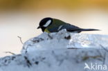 Koolmees (Parus major)