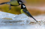 Koolmees (Parus major)