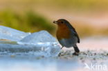 European Robin (Erithacus rubecula)