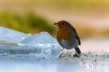 European Robin (Erithacus rubecula)