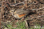 Koperwiek (Turdus iliacus)