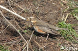 Koperwiek (Turdus iliacus)