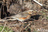 Koperwiek (Turdus iliacus)