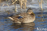 Mallard