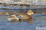 Wilde Eend (Anas platyrhynchos)