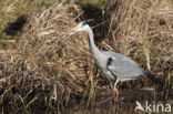 Blauwe Reiger (Ardea cinerea)