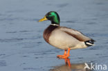 Mallard