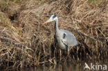 Grey Heron (Ardea cinerea)