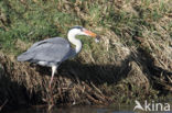 Blauwe Reiger (Ardea cinerea)