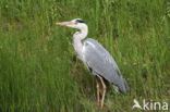 Blauwe Reiger (Ardea cinerea)