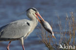 Blauwe Reiger (Ardea cinerea)