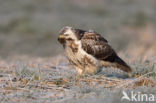 Buizerd (Buteo buteo)