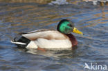 Mallard