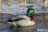 Mallard