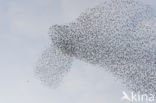 European Starling (Sturnus vulgaris)