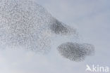 European Starling (Sturnus vulgaris)