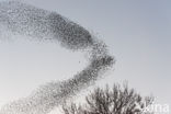 European Starling (Sturnus vulgaris)