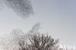 European Starling (Sturnus vulgaris)