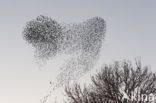 European Starling (Sturnus vulgaris)