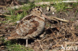 Houtsnip (Scolopax rusticola)