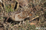 Eurasian Woodcock (Scolopax rusticola)